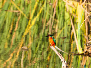 kingfisher 4