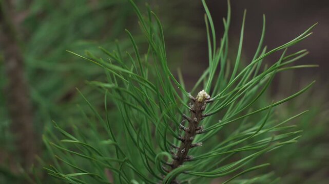 long green needles of a coniferous tree branch close-up. pine or spruce