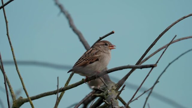 A group of sparrows sits on abandoned branches, each busy with its own activities. Some take flight and leave, while others watch and preen their feathers.