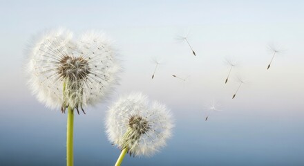 Delicate Dandelion Seed Heads with Fluff Blowing Away Against a Soft Light Blue Sky Background