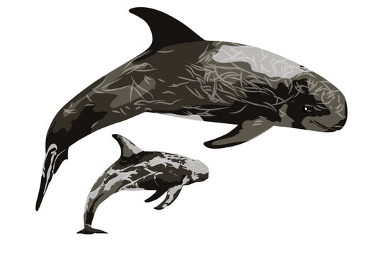 RISSO'S DOLPHIN - Grampus griseus. Marine mammal illustration collection set, Marine mammal vector.