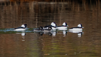 Bufflehead ducks swimming in the lake