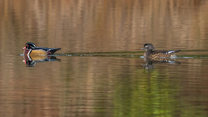 Wood Ducks swimming in the lake