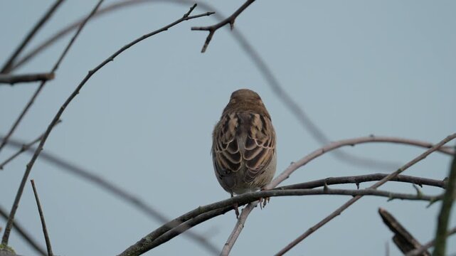 A yellow-throated sparrow sits on a branch against a cloudless sky, preening its beautiful feathers, looking around, hopping, and trying to fly to another spot.