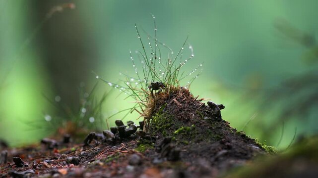 Dew-Covered Forest Moss &ndash; Cinematic Macro Nature Shot