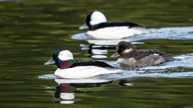 Bufflehead ducks swimming in the lake
