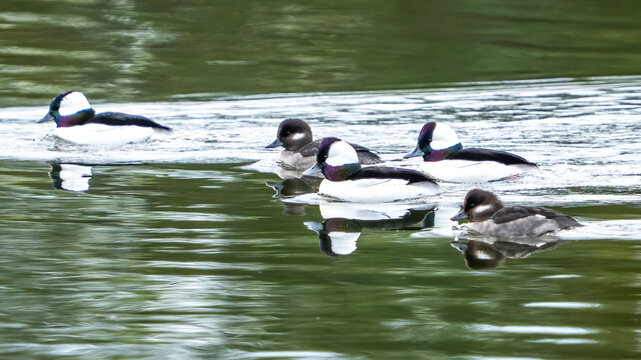 Bufflehead ducks swimming in the lake - Powered by Adobe