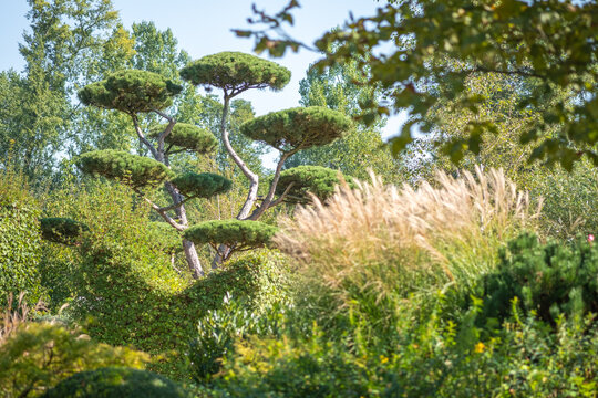 Pinus sylvestris Bonsai