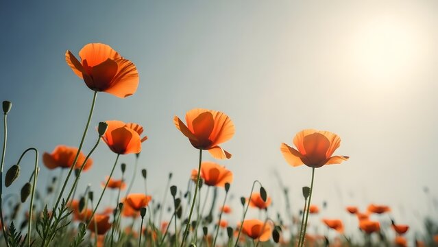 Field of vibrant orange poppies blooming under a bright sunny sky symbolizing summer and natures bea