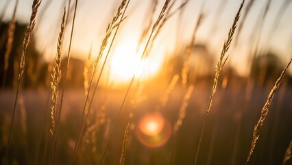 Golden sunset over a field of tall grass warm light and bokeh effect serene nature background for su