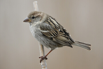House Sparrow perched on a reed