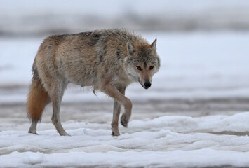 wolf in snowFemale Grey Wolf walking through snowy forests of Finland © Antonio