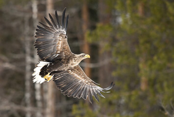 White-tailed Eagle hunting in the forests of Finland