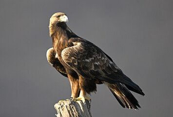 Golden Eagle on stump against dark background