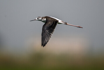 Juvenile Black-winged Stilt flying over the marsh