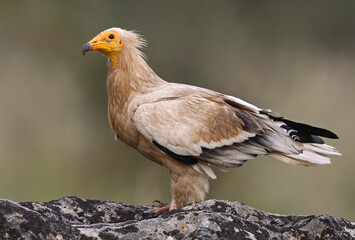 Egyptian Vulture perched on rock in natural setting