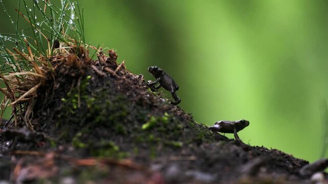 Baby Toad Climbing Mossy Forest Mound &ndash; Macro Wildlife Shot
