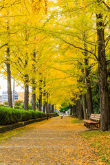 黄色く色づいたイチョウ並木(栃木県　宇都宮東公園)