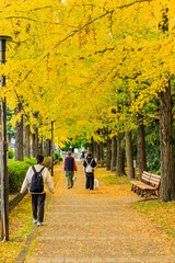 黄色く色づいたイチョウ並木(栃木県　宇都宮東公園)