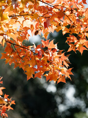 美しいフウの紅葉と実