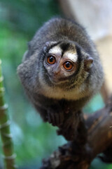 Night monkey, also known as owl monkeys or douroucoulis
