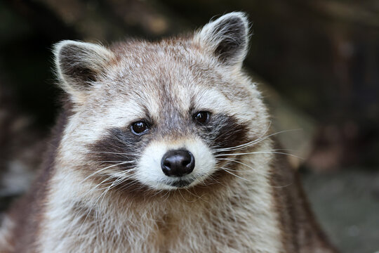 portrait of a cute raccoon close up in the nature.