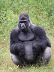 close up of a Western Lowland gorilla