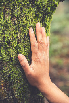 Nature reconnection, wellness, nature therapy, forest bathing concept. Human hand touching mossy bark of tree. Positivity from hiking outside, connecting with nature. Eco-friendly sustainable business