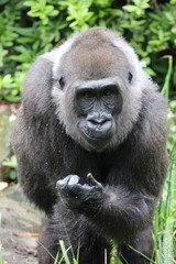 Naklejka premium close up of a Western Lowland gorilla