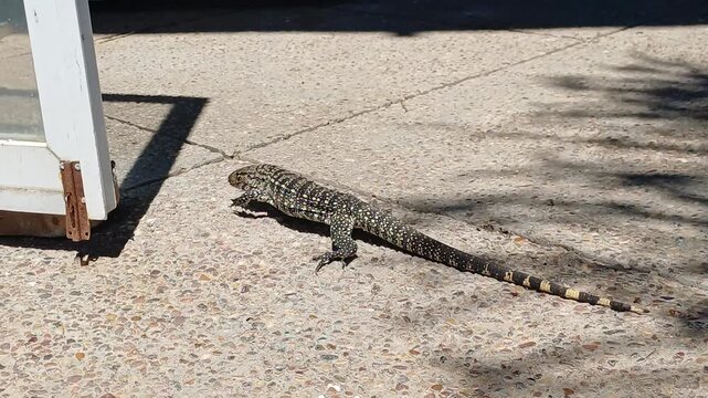 S&uuml;damerika: Schwarzwei&szlig;er Teju in Uruguay &ndash; Wildes Reptil auf Stein und Kiesplatz fotografiert