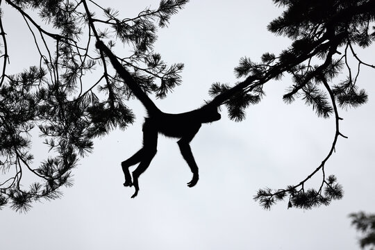 silhouette of a spider monkey in the forest hanging on tree branches