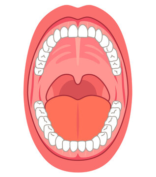 口の中　口腔内の構造