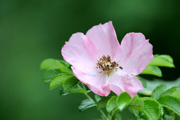 beautiful botanical shot of pink flower natural wallpaper