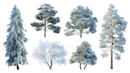 Snow-covered pine tree collection with frosty details isolated on white background