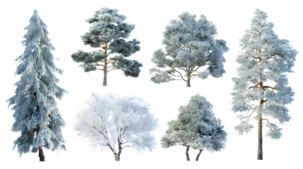Snow-covered pine tree collection with frosty details isolated on white background