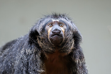 A portrait of a female white faced saki (Pithecia pithecia)