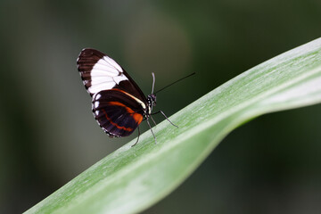 Obraz premium closeup of beautiful butterfly at wild nature