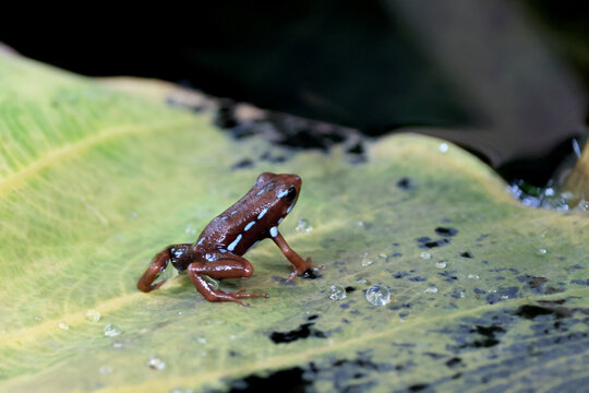 Anthony's poison arrow frog (Epipedobates anthonyi)