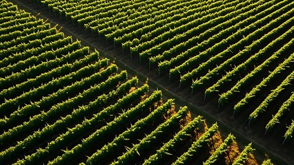 Aerial view of lush green vineyard rows under sunlight