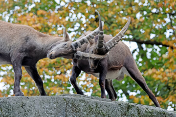 Alpine ibex (Capra ibex) fighting close up