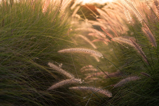 Beautiful picture of Setaria verticillata grass in field with sunset