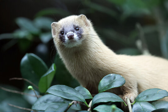 the golden - belwed mongoose ( cycyiccyus fericys )