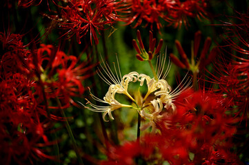White Spider Lily Surrounded by Red, 真紅に囲まれた白い彼岸花