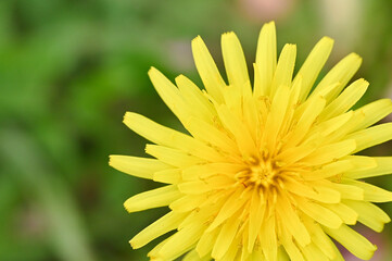 Bright Yellow Flower with Green Bokeh, 緑のボケを背景にした鮮やかな黄色い花