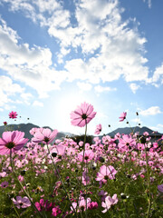 Pink Cosmos Field Under the Autumn Sky, 秋の空と太陽に輝くピンクのコスモス畑