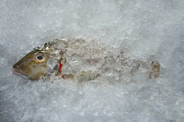 fish in ice
