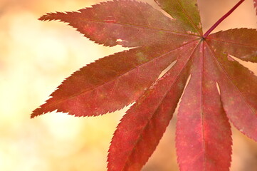 Vibrant Autumn Maple Leaf, 鮮やかな秋の紅葉
