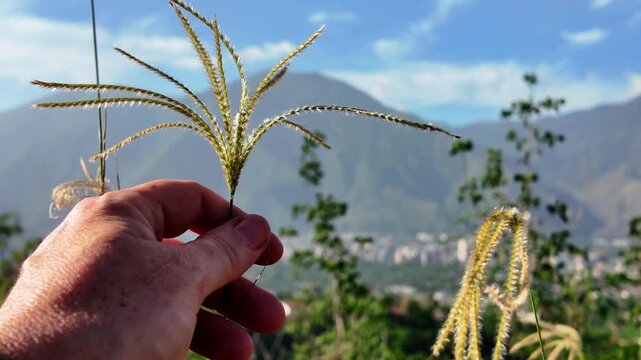 Hand Holding Grama Grass Close-up with Mountain View