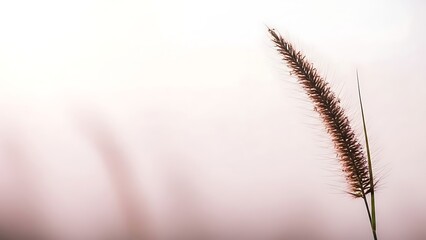 Delicate dried grass seed head against softly blurred background