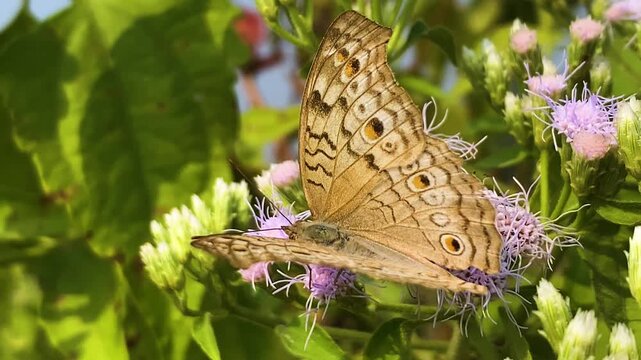 Grey Pansy Butterfly (Junonia atlites) Resting Over Purple Siam Weed Flowers. Close-up Shot